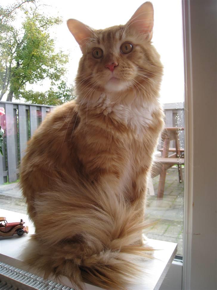 Maine Coon Odin - Er jeg ikke smuk? billede 12