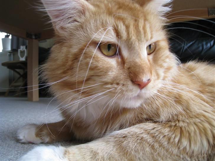 Maine Coon Odin - Sluk det kamera! billede 13