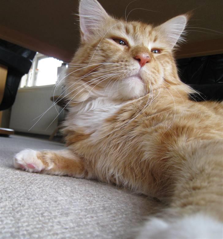 Maine Coon Odin - Rolig tøser :D billede 14