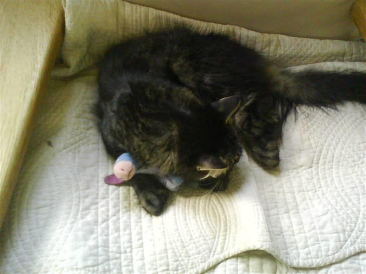 Norsk Skovkat Palle - (Palle) billede 3