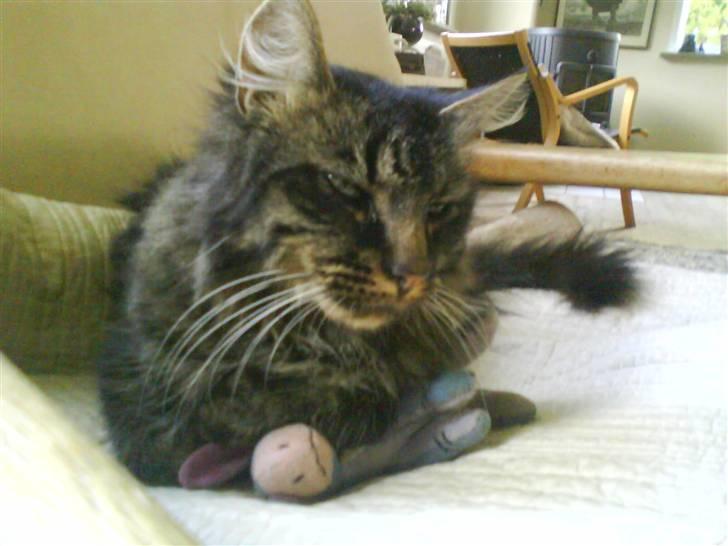 Norsk Skovkat Palle - (Palle) billede 4