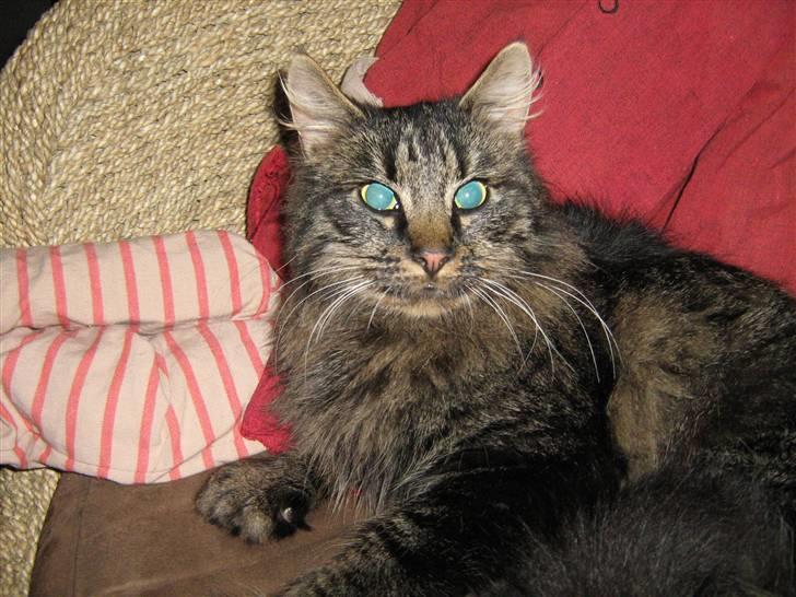 Norsk Skovkat Palle - (Palle) billede 5