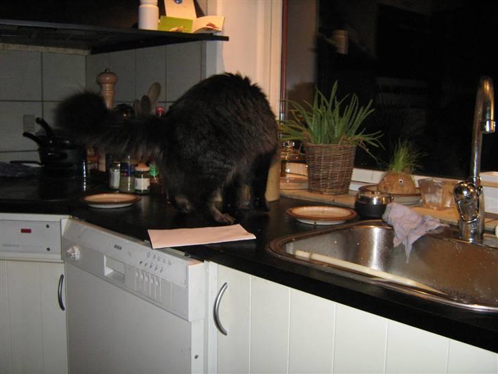 Norsk Skovkat Palle - Det her smager godt!! billede 6