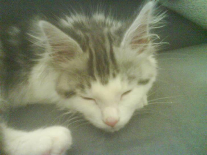 Maine Coon Bacardi - sover på en hård dag. billede 3