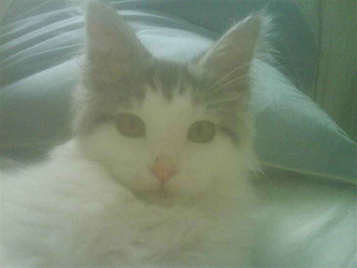 Maine Coon Bacardi - Bacardi er mit navn.. billede 4