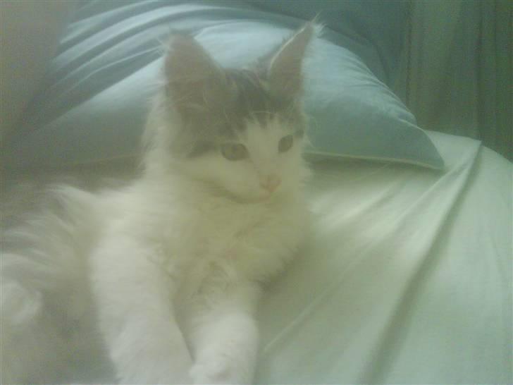 Maine Coon Bacardi - halløjsa jeg hedder bacardi xD billede 5