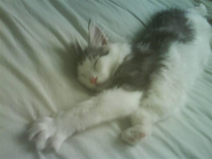 Maine Coon Bacardi - årh hvor man ligger dejligt i den seng.. billede 6