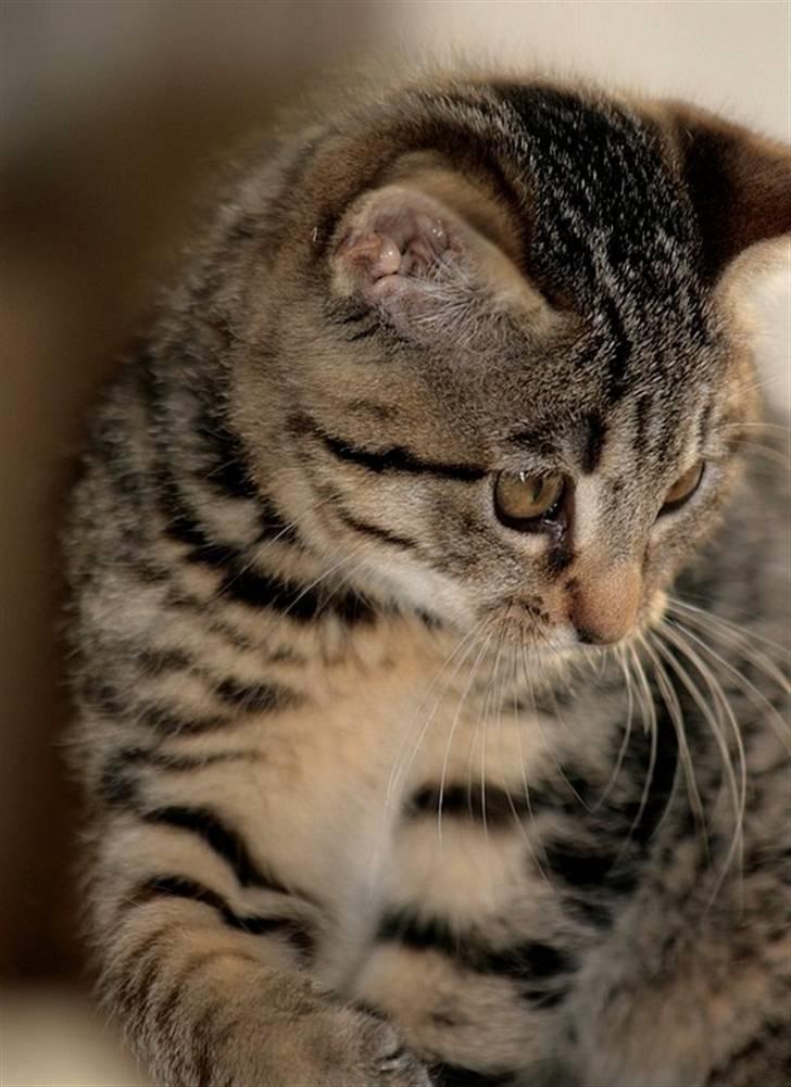 Huskat Mille R:I:P billede 11