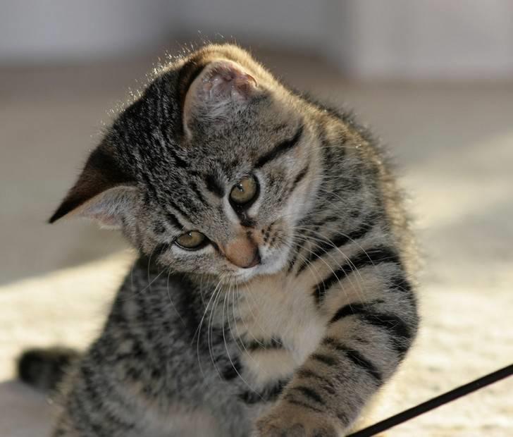 Huskat Mille R:I:P billede 12