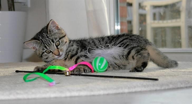 Huskat Mille R:I:P billede 13