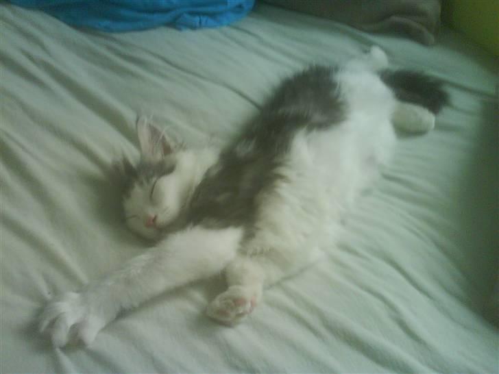 Maine Coon Bacardi - ligger og slanger sig i lines seng, billede 7