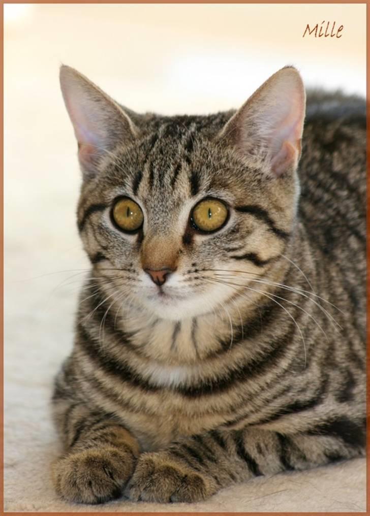 Huskat Mille R:I:P billede 15