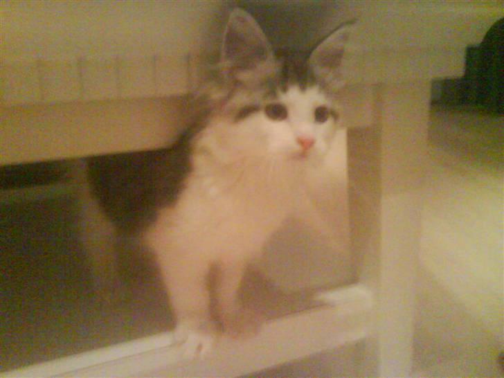 Maine Coon Bacardi - på udkig under bordet. billede 8