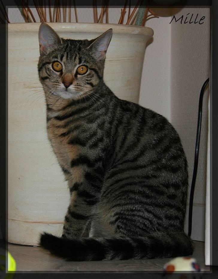 Huskat Mille R:I:P - Mille2009 billede 16