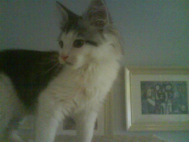 Maine Coon Bacardi - jeg kigger på den store farlige(meget rolige) hund. billede 9