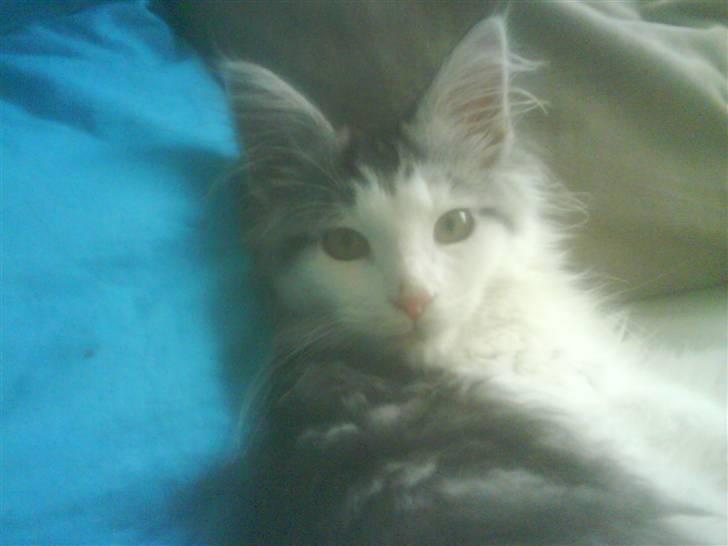 Maine Coon Bacardi - Ej hvor strænkt så bliver man vækket!!? billede 10