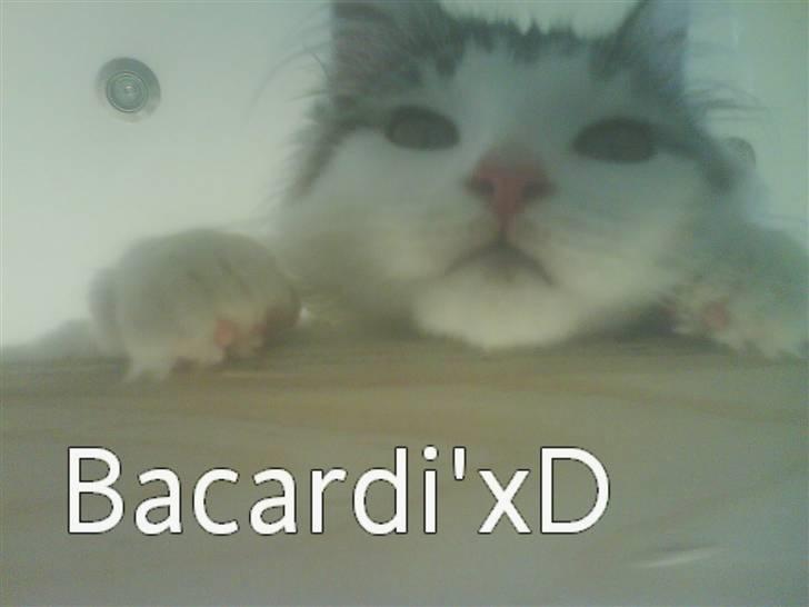 Maine Coon Bacardi - Halløj? xD billede 11