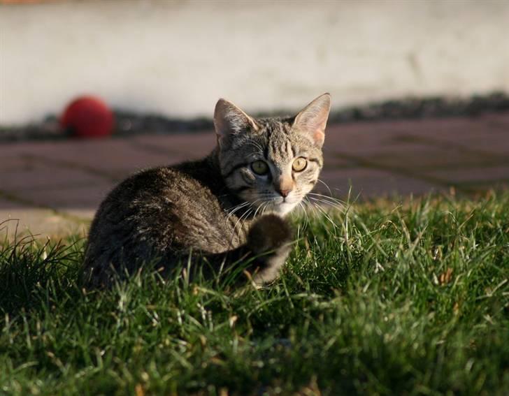 Huskat Mille R:I:P - Mille 2009 billede 17