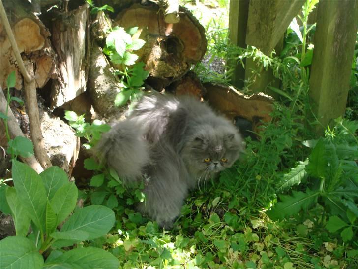 Perser Dronning Dagmar billede 1