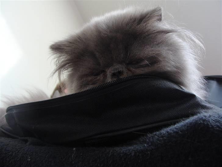 Perser Dronning Dagmar billede 2