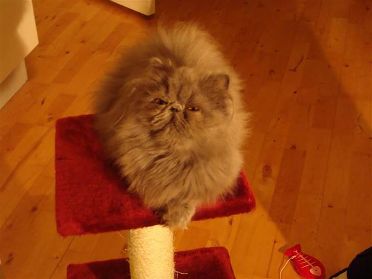 Perser Dronning Dagmar billede 3