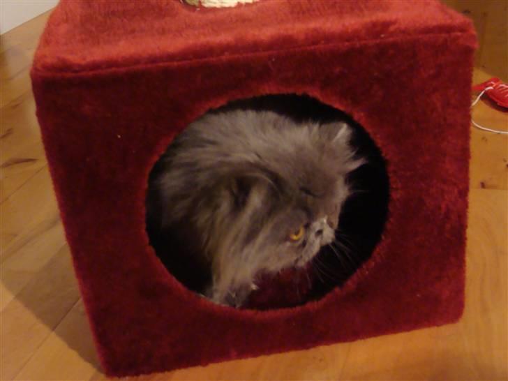 Perser Dronning Dagmar billede 4