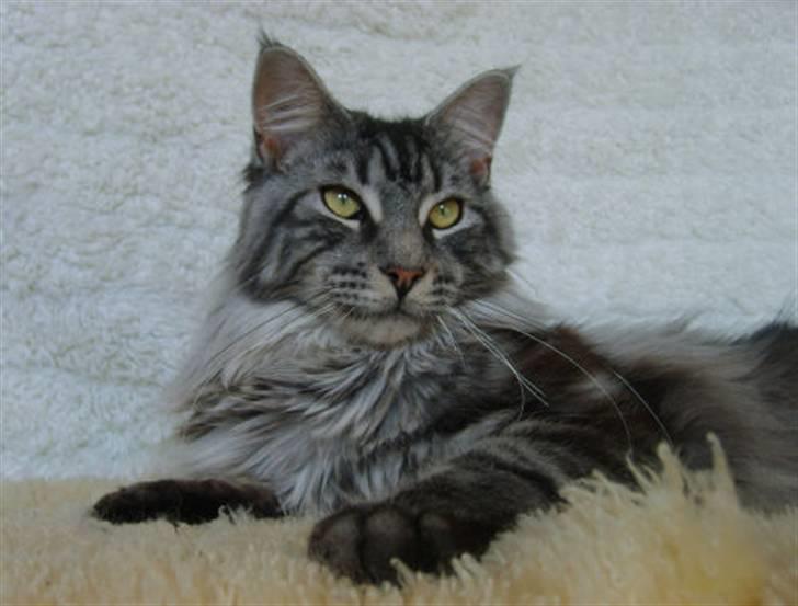 Maine Coon CH.SnowAngels Silver Star billede 2