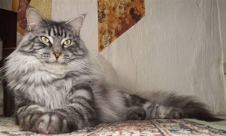 Maine Coon CH.SnowAngels Silver Star billede 3