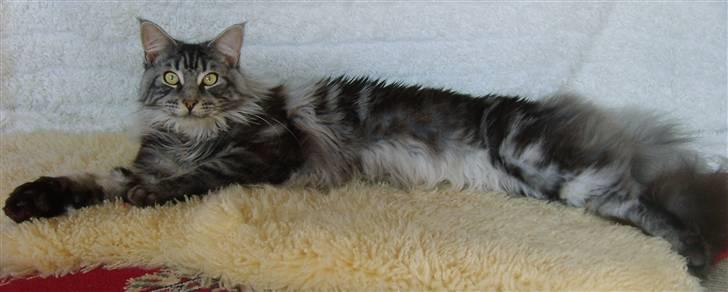 Maine Coon CH.SnowAngels Silver Star billede 5