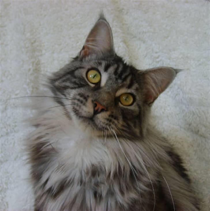 Maine Coon CH.SnowAngels Silver Star billede 6