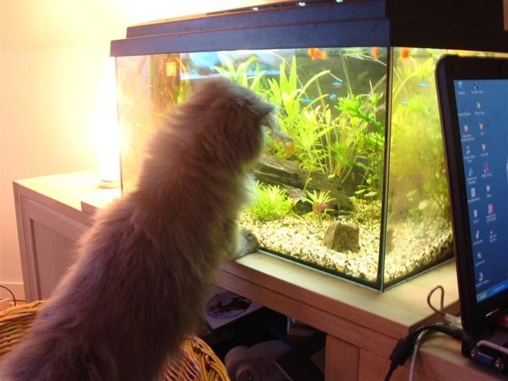 Perser Dronning Dagmar billede 5