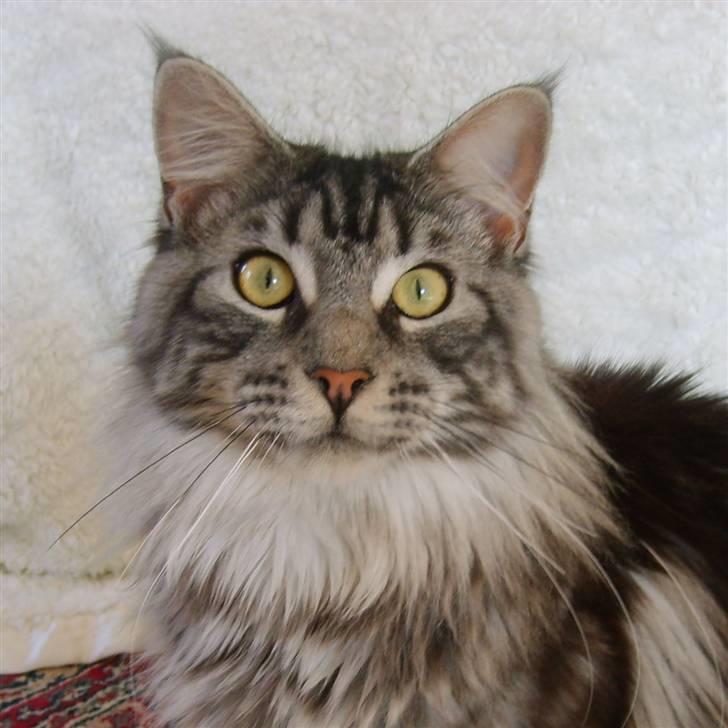 Maine Coon CH.SnowAngels Silver Star billede 7