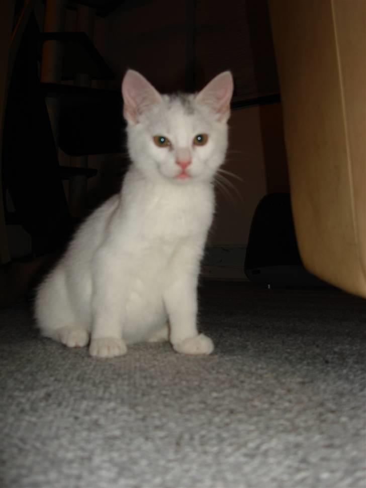 Blanding af racer Molly billede 6