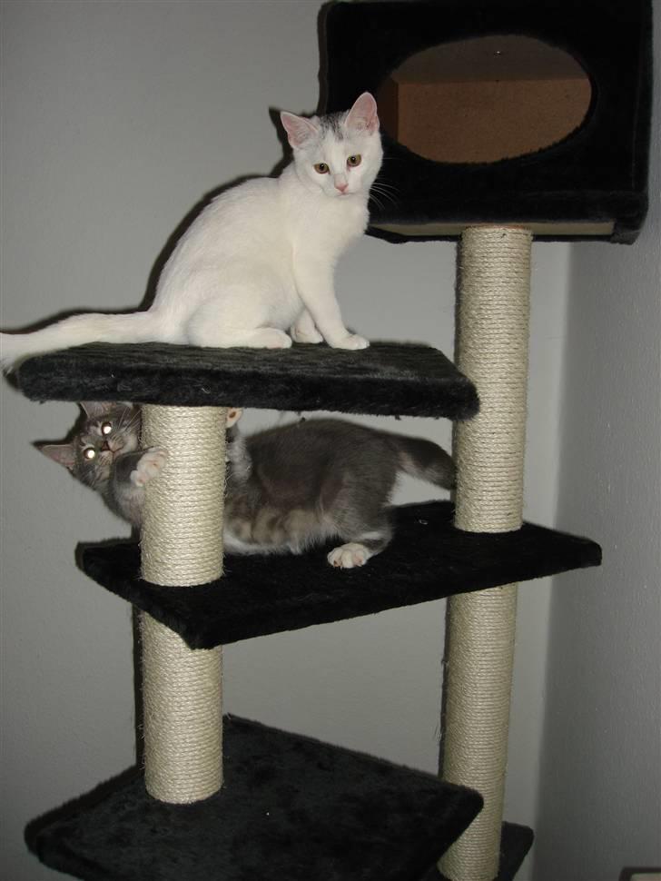 Blanding af racer Molly billede 7