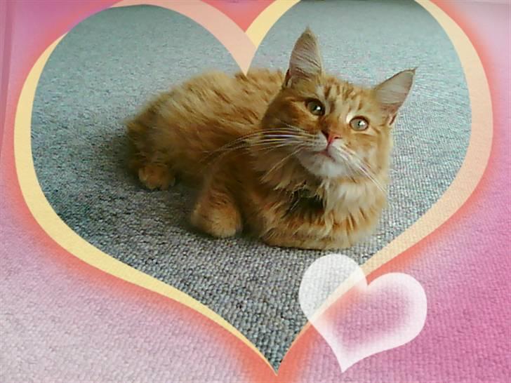 Maine Coon Lily - Nu med killinge - Smuk? Det synes min mor;) billede 10