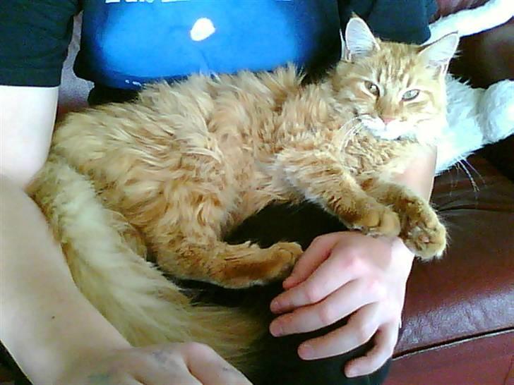 Maine Coon Lily - Nu med killinge - Chiller lige på skødet billede 11