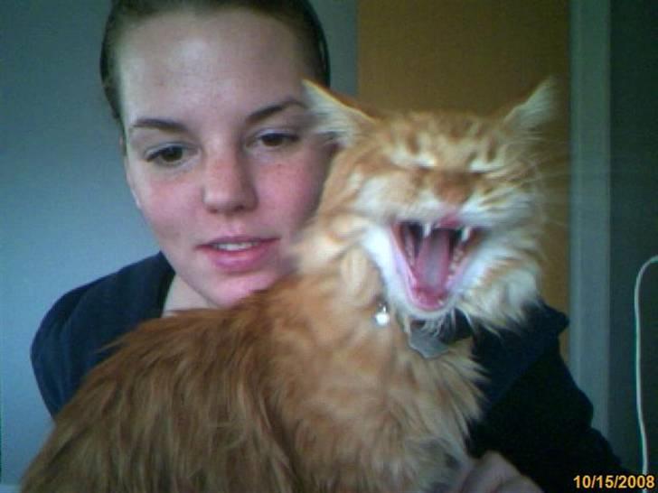 Maine Coon Lily - Nu med killinge - Hold da kæft, hvor er det bare kedeligt det her! ;) billede 12