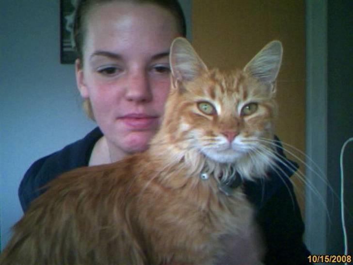 Maine Coon Lily - Nu med killinge - Mig og min madmor Linda, fatter hun ikke at jeg ikke gider! :) billede 13