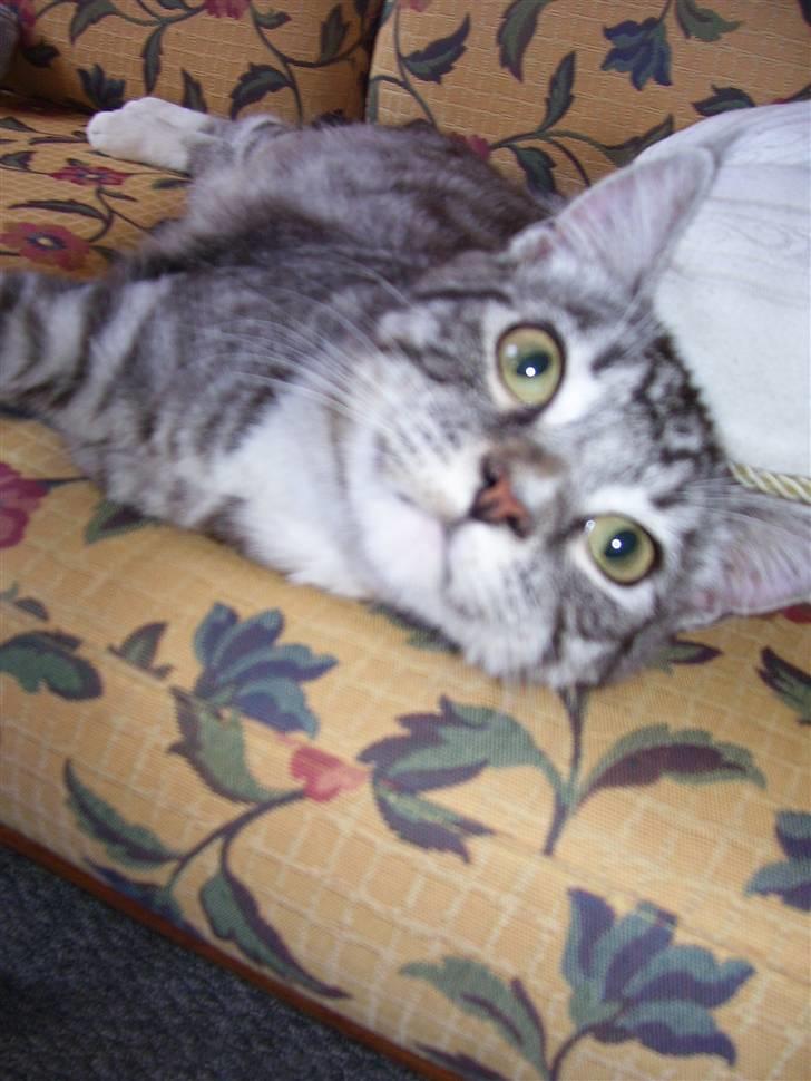 Blanding af racer Tvebakke  † d. 2/11-08 billede 18