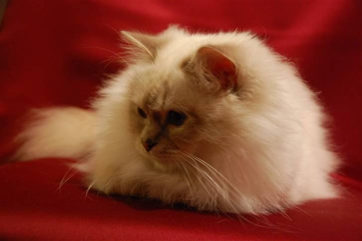 Hellig Birma Von Frey's Queenie billede 3