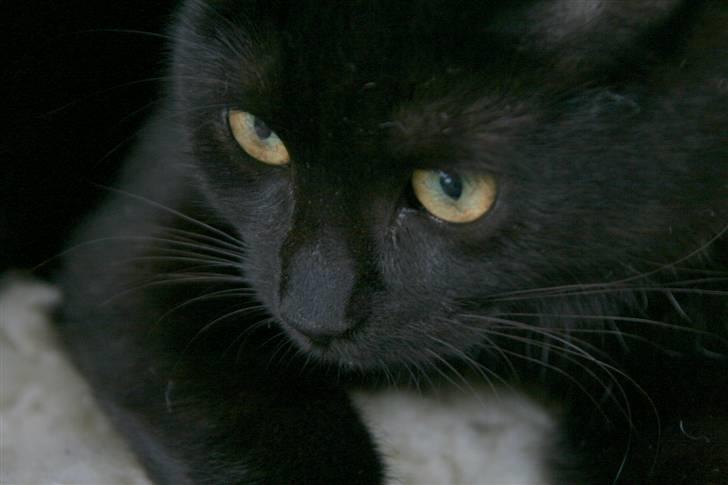 Huskat No-name billede 1