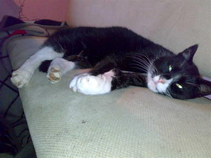 Huskat Misser - R.I.P. ( Veninde's kat) billede 1