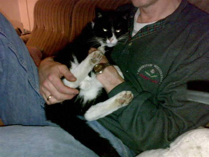 Huskat Misser - R.I.P. ( Veninde's kat) billede 2