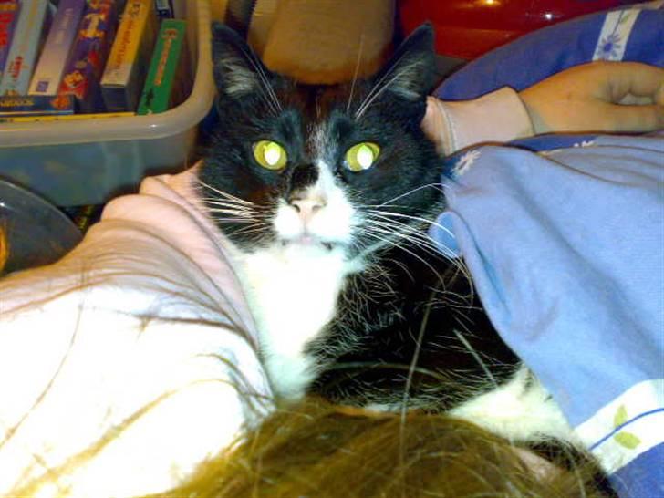 Huskat Misser - R.I.P. ( Veninde's kat) billede 3