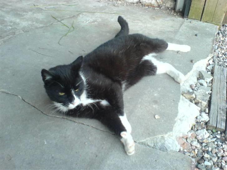 Huskat Misser - R.I.P. ( Veninde's kat) billede 4