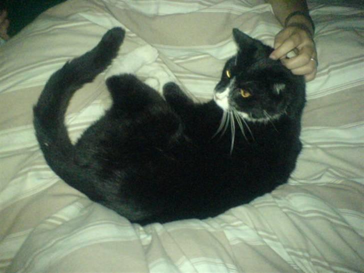 Huskat Misser - R.I.P. ( Veninde's kat) billede 5