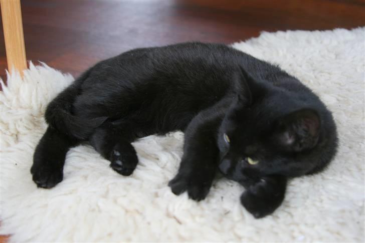 Huskat No-name billede 2