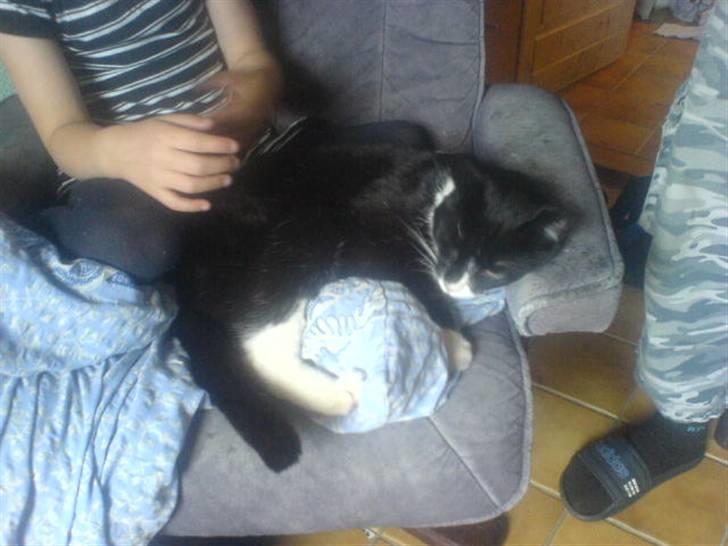 Huskat Misser - R.I.P. ( Veninde's kat) billede 6