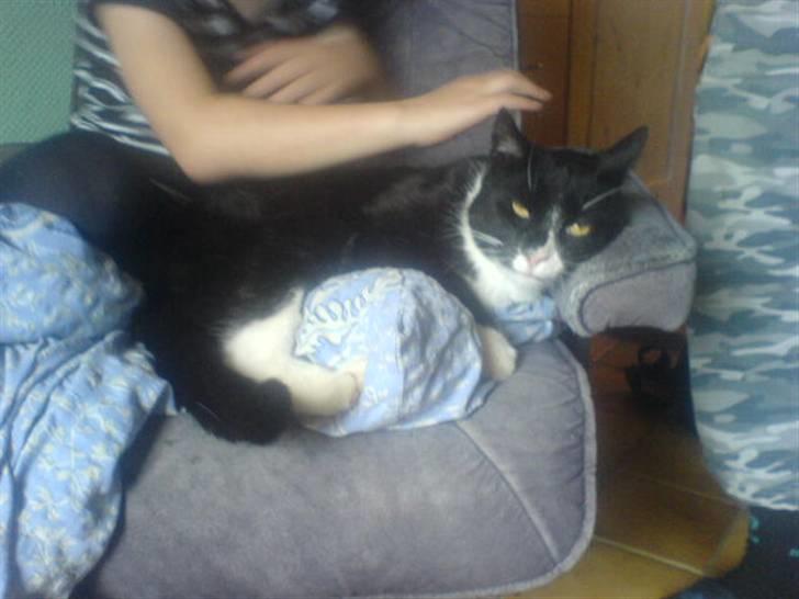 Huskat Misser - R.I.P. ( Veninde's kat) billede 7