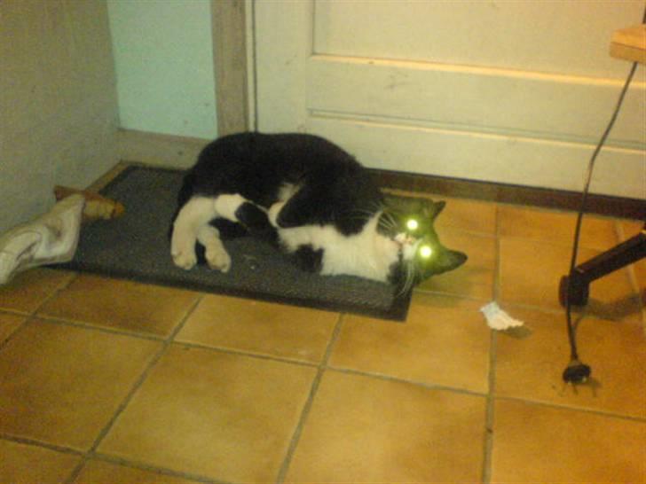 Huskat Misser - R.I.P. ( Veninde's kat) billede 8